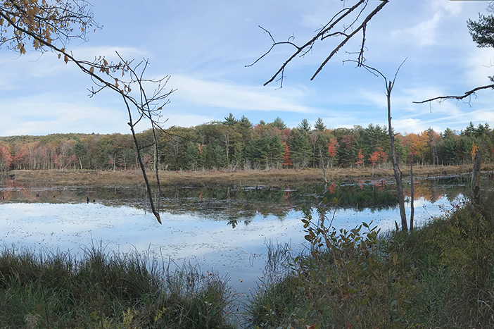 Beaver Pond photo